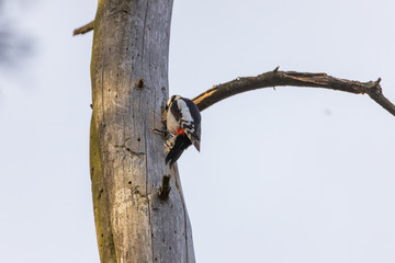 Woodpecker on a trunk of a dried tree.