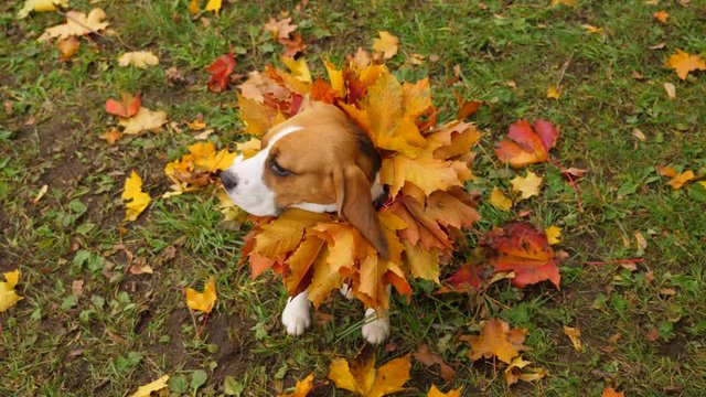 Funny and cute Beagle sit with collar from colorful maple leaves, autumn season. Dog look up, turn head aside and back. Portrait of lovely pet with seasonal frill