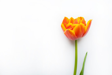 One orange spring tulip and place for text for Mother or Woman's Day on a white background. Top...