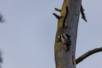 The woodpecker scratches its head on the trunk of a dried tree.