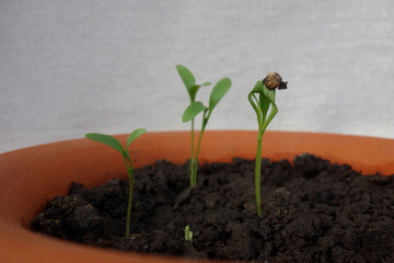 Rising coriander sprouts in pot