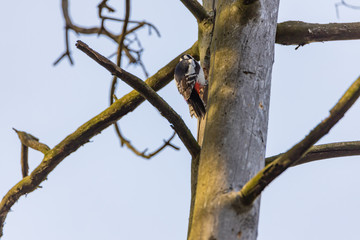 Woodpecker on a trunk of a dried tree.