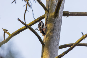 Woodpecker on a trunk of a dried tree.