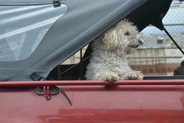 Dog in outdoors mutt in ecuador street truck poodle white