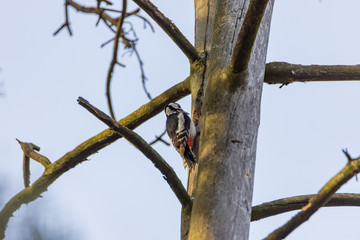 Woodpecker on a trunk of a dried tree.