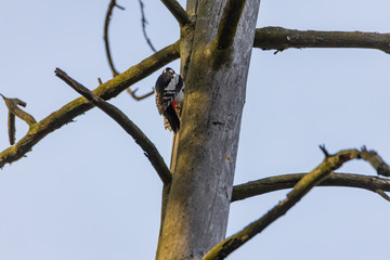 Woodpecker on a trunk of a dried tree.
