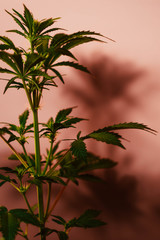 Fototapeta na wymiar Cannabis plant growing in the pot. Velvet background. Copy space. Cultivation medical marijuana. Vertical orientation
