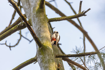 Woodpecker on a trunk of a dried tree.