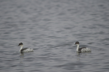 Silvery grebes Podiceps occipitalis juninensis on a lagoon.