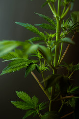 Cannabis plant on black background. Copy space. Marijuana leafs. Weed background. Medical usage cultivation. Vertical orientation 