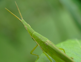 Rice grasshoppers (Atractomorpha Lata or Pyrgomorphidae) - Close up detail of green grasshopper, Atractomorpha Lata a species of Gaudy Grasshopper