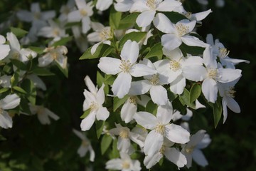 White Flowers Close Macro