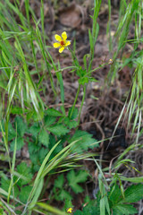 Wood avens or Bennet Geum urbanum