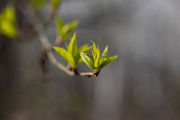 Young green leaves bloom on a tree in early spring. Detailed macro view.