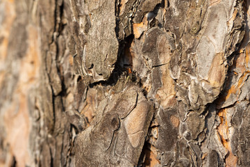 Forest ant runs along the pine bark. Detailed macro view.
