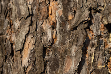 Forest ant runs along the pine bark. Detailed macro view.