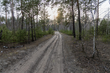 Dirt road in the forest in early spring.