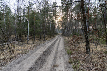 Dirt road in the forest in early spring.