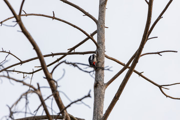 Woodpecker on a trunk of a dried tree.
