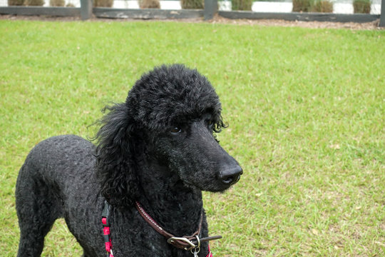 A black purebred standard poodle in a neighborhood dog park