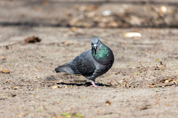 A gray dove on the ground.