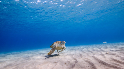 Green Sea Turtle swim in turquoise water of coral reef - Caribbean Sea / Curacao