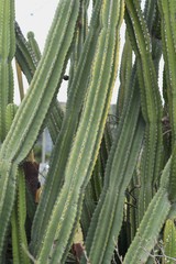 Cactus / Peruvian apple cuctus (Cereus peruviarus)