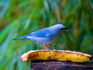 Blue-gray tanager looking for food in cloud forest in Alajuela, Costa Rica