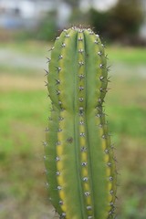 Cactus / Peruvian apple cuctus (Cereus peruviarus)