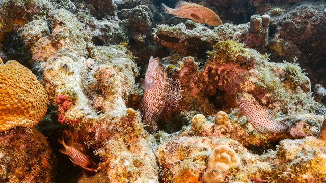 Seascape of coral reef in Caribbean Sea / Curacao with Red Hind, fish coral and sponge