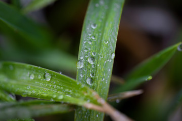 dew on a leaf