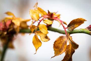 yellow autumn leaves