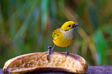 Silver-throated tanager looking for food in the cloud forest in Alajuela, Costa Rica