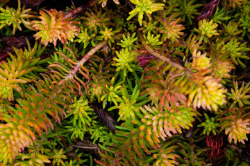 floral abstract background