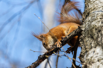 Red squirrel on a tree branch.