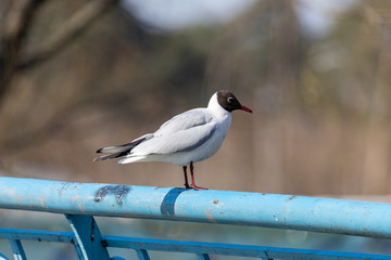 A white river gull sits on a blue fence of a bridge.