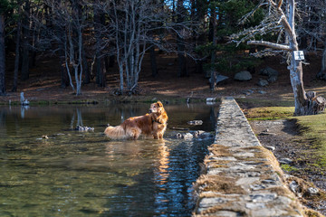 Dog inside of lake "Bassa d´Oles" in winter.