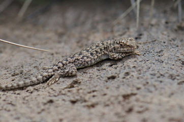 Iguanian lizard Liolaemus sp. in Lauca National Park.