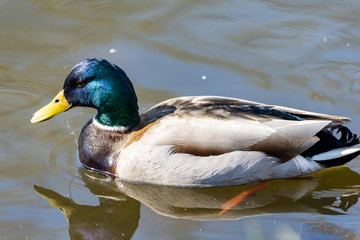 A male duck swims in a lake.