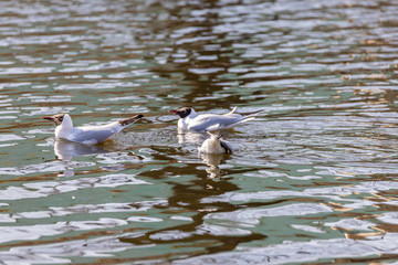 White river gulls swim in the lake.