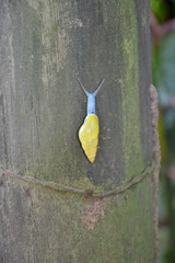 Turrialba, Costa Rica, 12 aout 2012 : petit escargot à la couleur bleuté et la coquille jaune