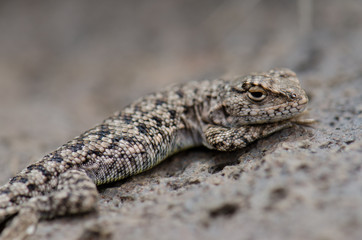 Iguanian lizard Liolaemus sp. in Lauca National Park.