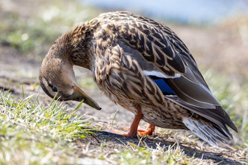 The female duck is looking at herself.