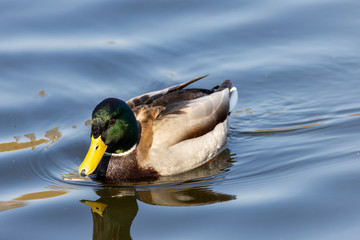 A male duck swims in a lake.
