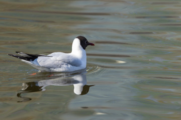 A white river gull swims on a pond.