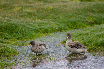 Sharp-winged teals Anas flavirostris oxyptera on a pond.