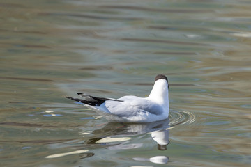 A white river gull swims on a pond.