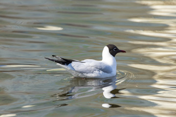 A white river gull swims on a pond.