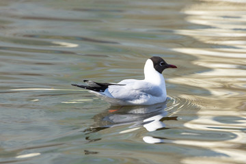 A white river gull swims on a pond.
