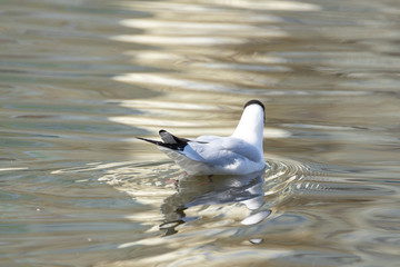 A white river gull swims on a pond.